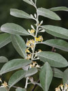 hlošina úzkolistá - Elaeagnus angustifolia