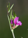 vikev úzkolistá - Vicia angustifolia