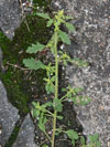 merlík trpasličí - Chenopodium pumilio