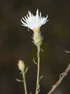 chrpa rozkladitá - Centaurea diffusa