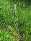 pětiprstka žežulník horská - Gymnadenia conopsea subsp. montana