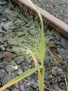 proso vláskovité rozkladité - Panicum capillare subsp. barbipulvinatum