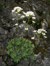 lomikmen vdyiv - Saxifraga paniculata