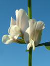 vikev velkokvětá - Vicia grandiflora