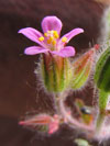 kakost nachový - Geranium purpureum