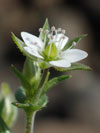 psenice doukolist - Arenaria serpyllifolia