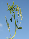 komonice bílá - Melilotus albus
